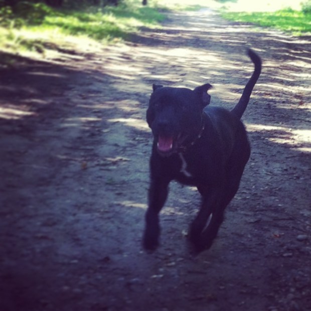 Beetle leaps through the forest